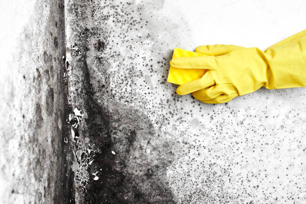Best Residential Mold Remediation in Madison, IN