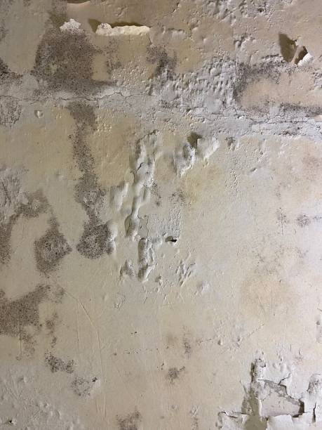 Best Localized Mold Remediation (e.g., coastal areas, humid climates) in Madison, IN