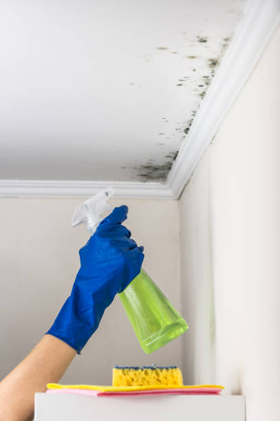 Trusted Madison, IN Mold Remediation Experts